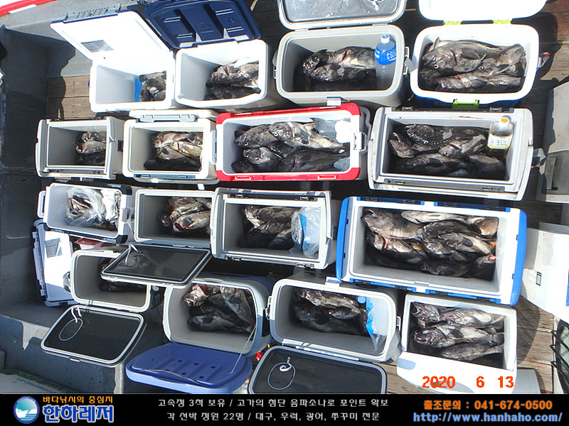 (西)서해조황 - 2020년 6월 13일 << 한하호 >> 우럭 조황입니다.