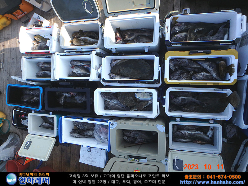 (西)서해조황 - 2023년 10월11일 << 한하호 >> 우럭 조황입니다.